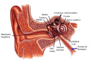 Otorrinolaringologia